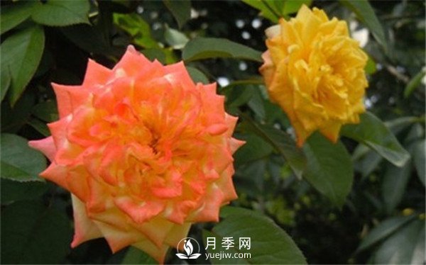 月季花期施肥 要用那些肥料？(圖2)