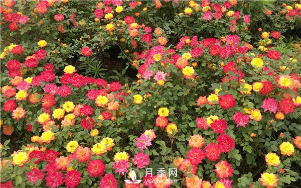 月季花期施肥 要用那些肥料？(圖1)