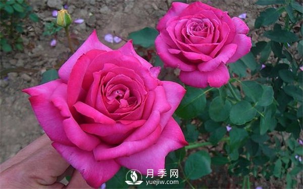 月季養成法：月季花怎么養，怎么從小苗養大開(kāi)花(圖1)