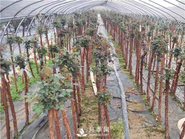 南陽(yáng)樹(shù)狀月季怎么養護？(圖2)