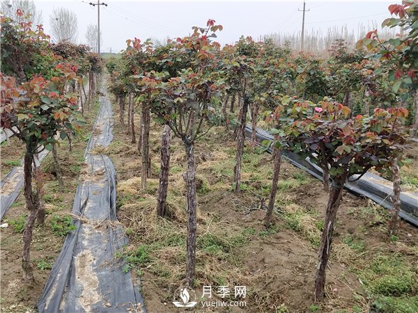 南陽(yáng)樹(shù)狀月季怎么養護？(圖1)