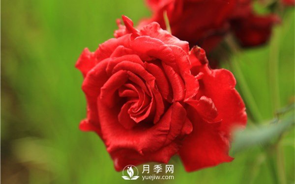 月季花怎么栽種更好，養護時(shí)應注意什么？(圖2)