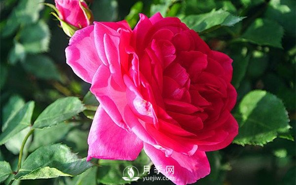 藤本月季大游行種植養護指南(圖1)