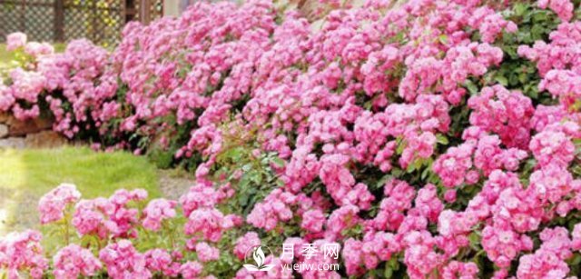 230平露天陽(yáng)臺如何改造成月季花園(圖2)