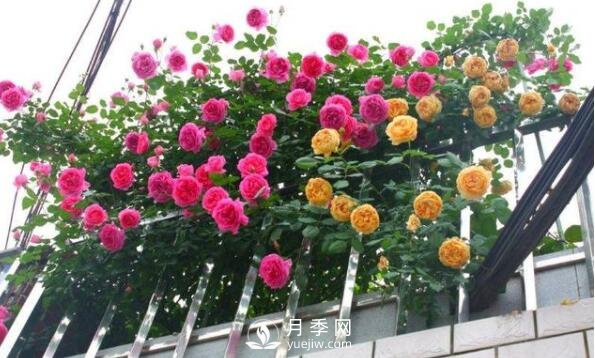 230平露天陽(yáng)臺如何改造成月季花園(圖1)