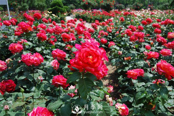 冬天月季養護必須注重點(diǎn)(圖1)