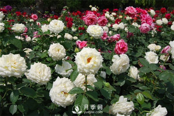 冬天月季養護必須注重點(diǎn)(圖2)