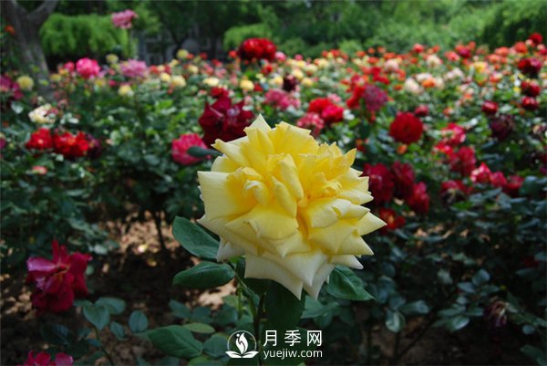 冬天月季養護必須注重點(diǎn)(圖3)