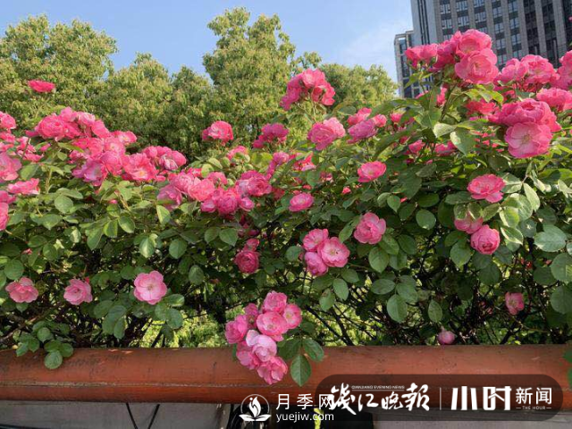 高架月季怎么才能養得好？ 全年月季養護流程(圖1)
