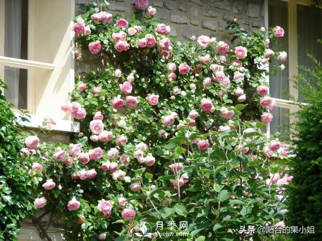 有哪些只看一眼就叫人欲罷不能的月季品種？(圖1)