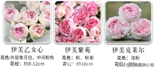 有哪些只看一眼就叫人欲罷不能的月季品種？(圖4)