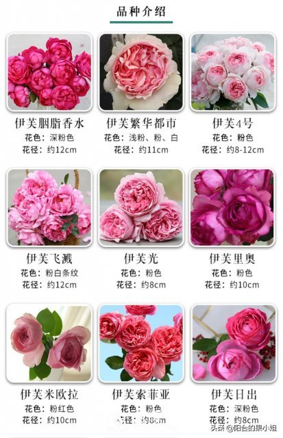 有哪些只看一眼就叫人欲罷不能的月季品種？(圖3)