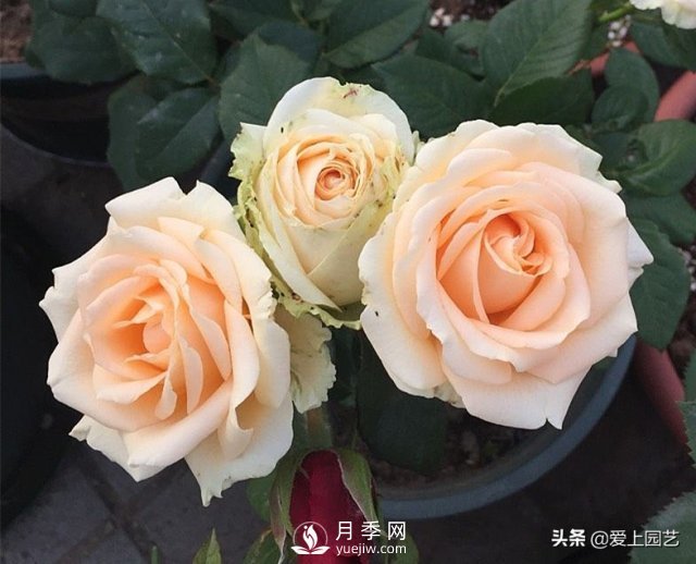 雪山系列月季品種，美麗的手捧花，還是經(jīng)典的花園明星(圖3)