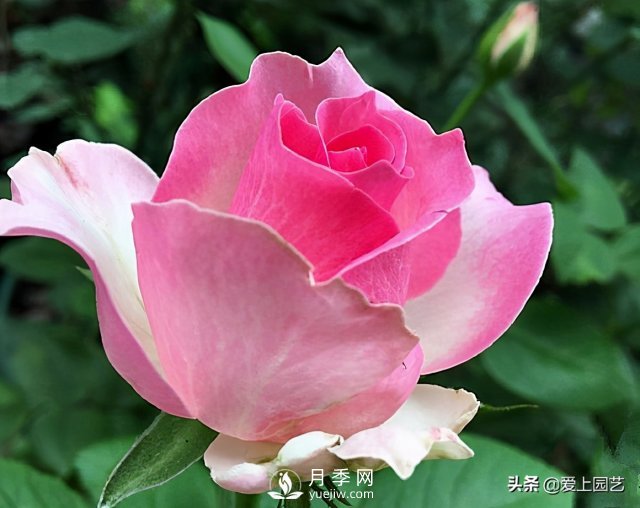 雪山系列月季品種，美麗的手捧花，還是經(jīng)典的花園明星(圖4)