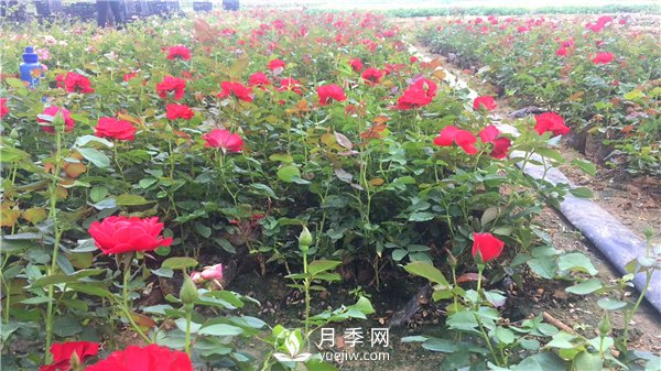 疫情未了，2021年春節，月季花木企業(yè)應該怎么做？(圖1)