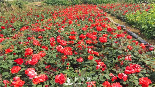 疫情未了，2021年春節，月季花木企業(yè)應該怎么做？(圖2)