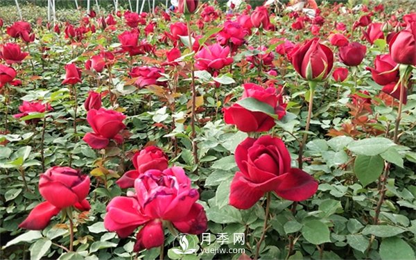 老棵月季苗批發(fā)價(jià)格多少？多年生月季苗成活率高？(圖3)