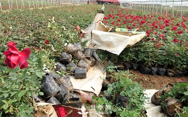 老棵月季苗批發(fā)價(jià)格多少？多年生月季苗成活率高？(圖2)