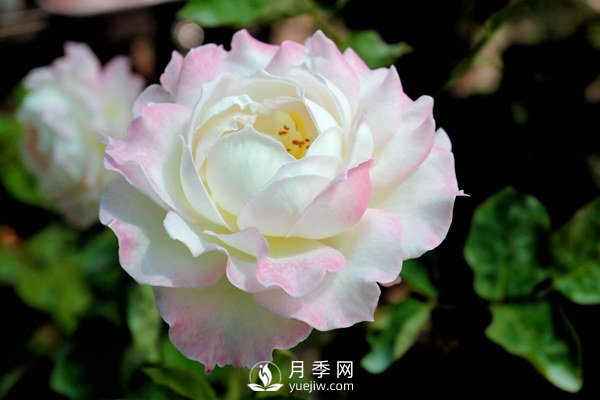 切花月季如何修剪及防治病蟲(chóng)害？(圖1)