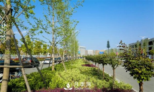 淅川的月季景觀(guān)格局呈現(圖3)
