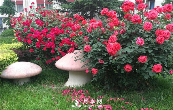 月季在花壇中該如何運用？(圖2)