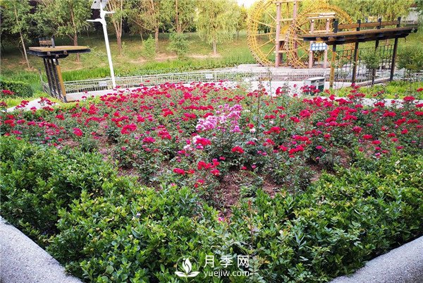 月季在花壇中該如何運用？(圖1)