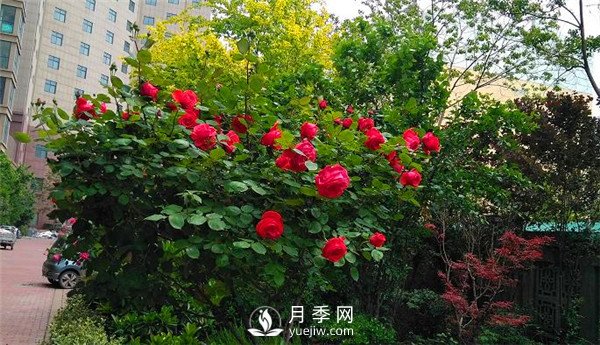 月季在房地產(chǎn)小區內的應用(圖3)