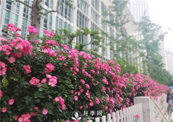 月季在房地產(chǎn)小區內的應用(圖1)