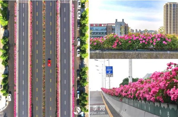 月季園林大觀(guān)，月季扮靚各大城市！(圖3)