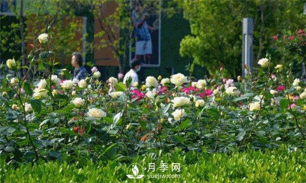 月季園林大觀(guān)，月季扮靚各大城市！(圖2)