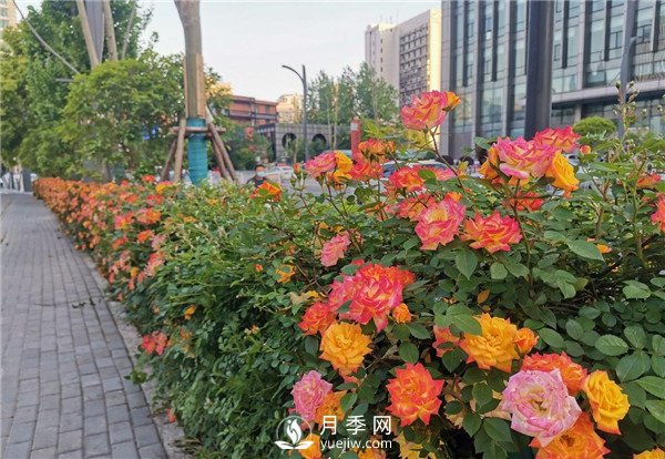 月季園林大觀(guān)，月季扮靚各大城市！(圖5)
