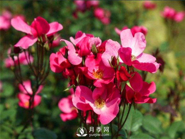 杭州高架“網(wǎng)紅月季花”都有那些品種？(圖6)