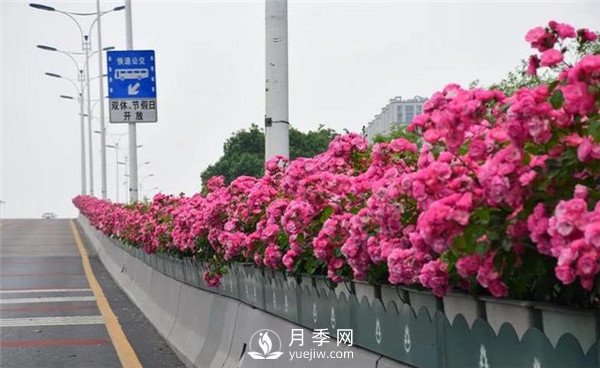 是什么造就了杭州高架月季的美麗？(圖1)