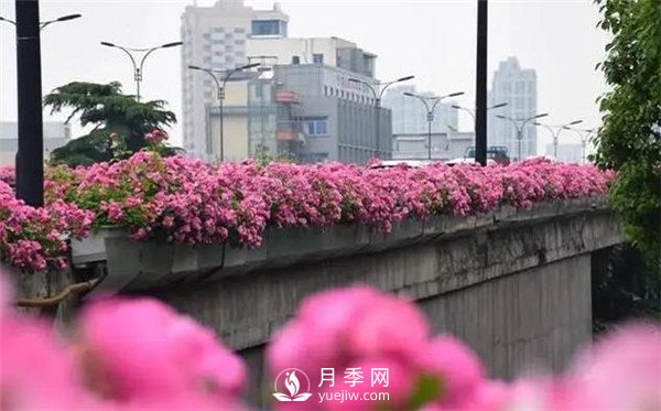 是什么造就了杭州高架月季的美麗？(圖2)