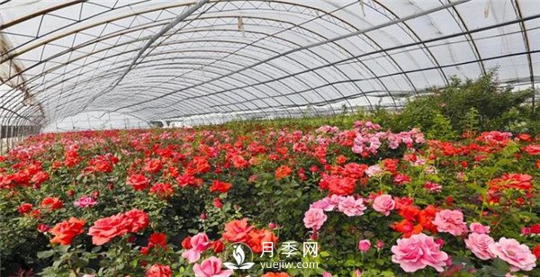 趙世偉：期待南陽(yáng)，做走向世界的月季先行者！(圖1)