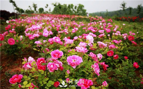 月季花成為城市綠化彩化中的常見(jiàn)花卉(圖1)