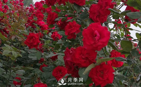 河南方城博望鎮月季園里月月紅(圖2)