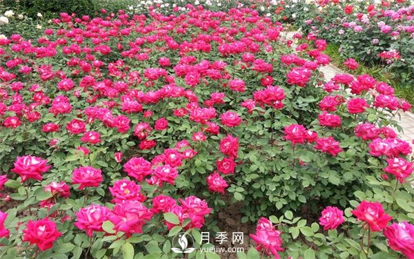 河南方城博望鎮月季園里月月紅(圖3)
