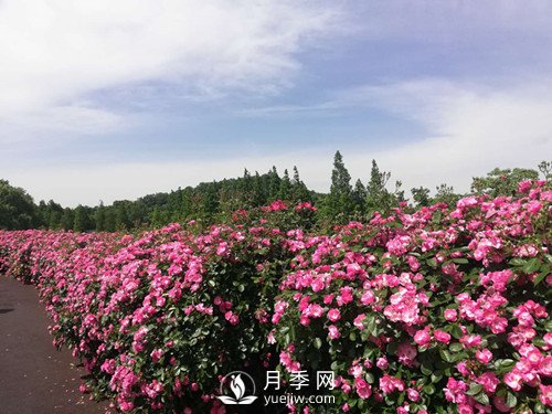 國內“安吉拉”月季花墻 有多長(cháng)？(圖1)