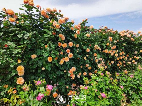國內“安吉拉”月季花墻 有多長(cháng)？(圖2)