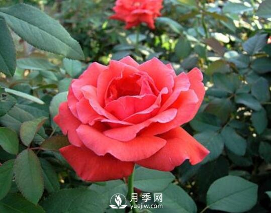 南陽(yáng)月季扦插方法介紹(圖1)