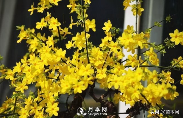 適合種在庭院中春季開(kāi)花的苗木，月季讓你的庭院更美麗(圖2)