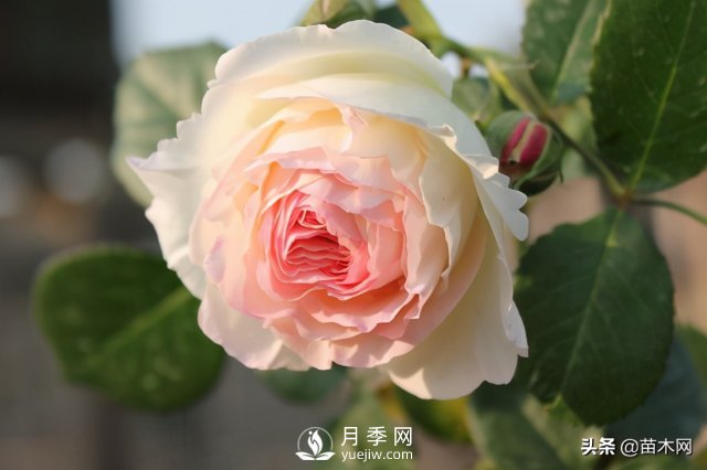適合種在庭院中春季開(kāi)花的苗木，月季讓你的庭院更美麗(圖1)