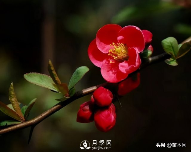 適合種在庭院中春季開(kāi)花的苗木，月季讓你的庭院更美麗(圖3)