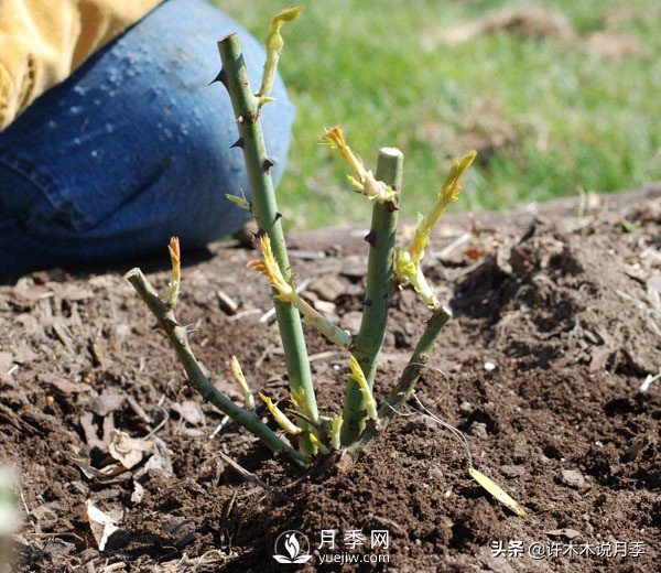 月季開(kāi)花多更健壯，***重要是養好根系，5招迅速壯根(圖2)
