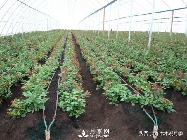 月季開(kāi)花多更健壯，***重要是養好根系，5招迅速壯根(圖3)