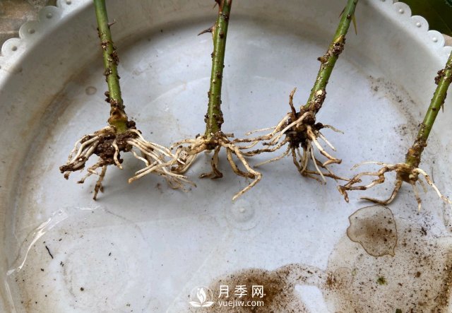 扦插生根的月季移栽以后變成黑干柴，有什么移栽技巧？(圖2)