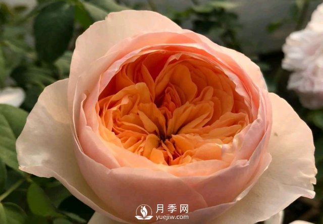 扦插生根的月季移栽以后變成黑干柴，有什么移栽技巧？(圖3)