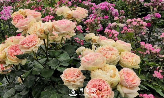 扦插生根的月季移栽以后變成黑干柴，有什么移栽技巧？(圖4)