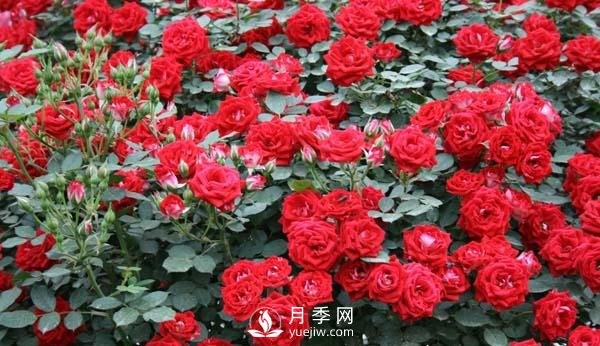 樹(shù)狀月季花的盆栽養殖方法(圖2)